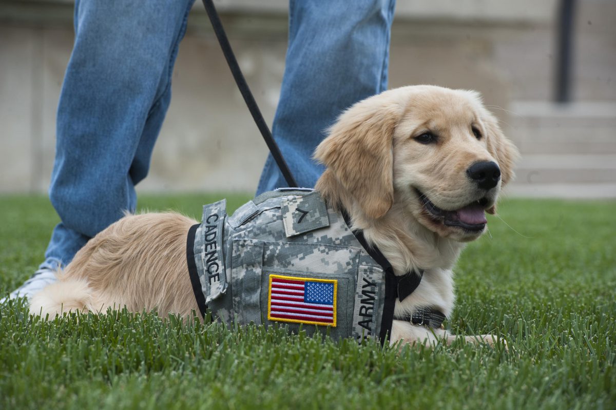 Veterans & Service Dogs